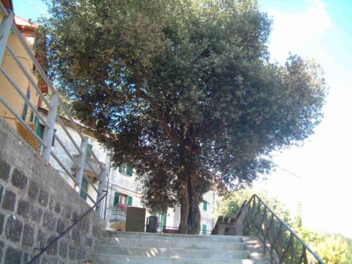  Image name: 02 leccio.jpg 
 width: 512 pixel 
 height: 384 pixel 
 Size: 73930 bytes 
 Click to enlarge 